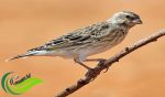 Blackthroat, Burung Masteran Berharga Mahal