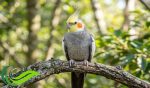 Falk, Burung Terkecil dari Keluarga Kakatua yang Populer di Indonesia