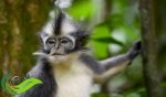 Kedih, Monyet Endemik Sumatera Berwajah Sendu yang Terancam Punah
