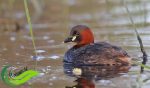 Titihan Telaga, Burung Air Tawar Kecil Mirip Bebek yang Telah Ada Sejak Jutaan Tahun Lalu