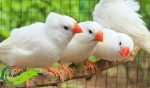 Zebra Finch Putih, Mutasi Warna Pertama Kali yang Terjadi pada Zebra Finch